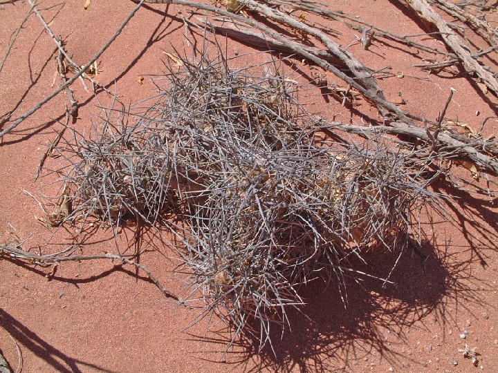 Tephrocactus aoracanthus, Cañon de Talampaya, Arg. ©JL